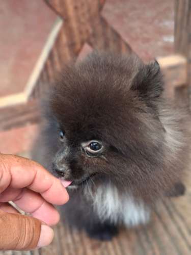 Vendo cachorritos pomerania