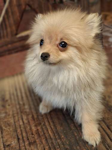 Vendo cachorritos pomerania