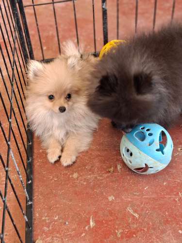 Vendo cachorritos pomerania