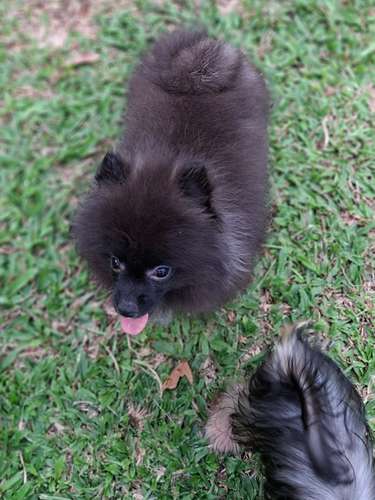 Vendo cachorritos pomerania