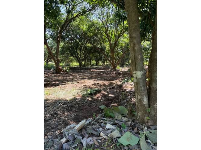 Quinta Segura en Zona Tamarindo (Altos de Pinilla) - Imagen 5