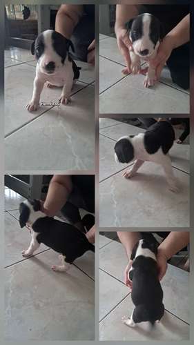 American Staffordshire Terrier machos/hembras 05 noviembre 2026 - Imagen 5