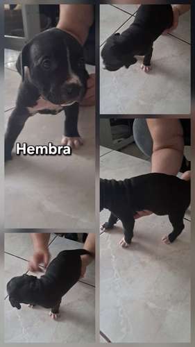 American Staffordshire Terrier machos/hembras 05 noviembre 2026 - Imagen 4