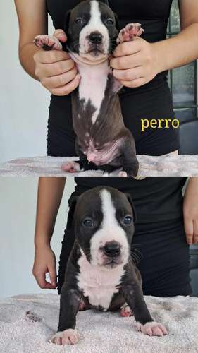 American Staffordshire Terrier machos/hembras 05 noviembre 2026 - Imagen 6