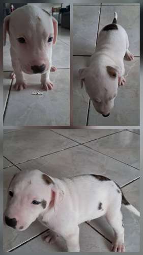 American Staffordshire Terrier machos/hembras 05 noviembre 2026 - Imagen 3