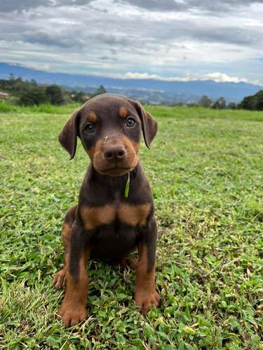 DOBERMAN LINEA EUROPEA 2 MESES ENTREGA 02 NOVIEMBRE 2026