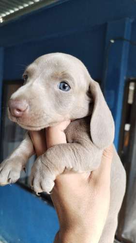 Salchicha macho Isabelino 2 meses miniatura entrega 02 de noviembre 2026 