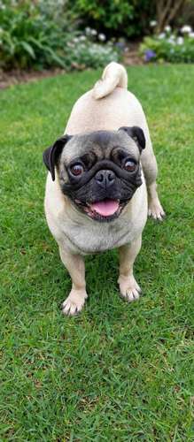 Hembra pug - Imagen 1
