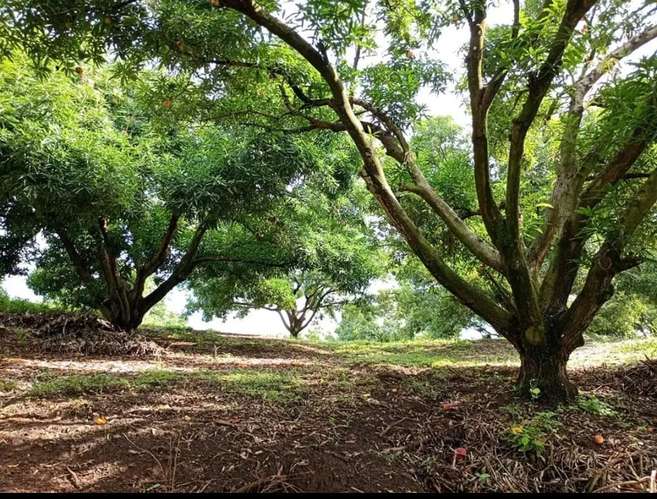 Finca de 80.000 m² con vista panorámica en Puntarenas provincia, Guacalillo.