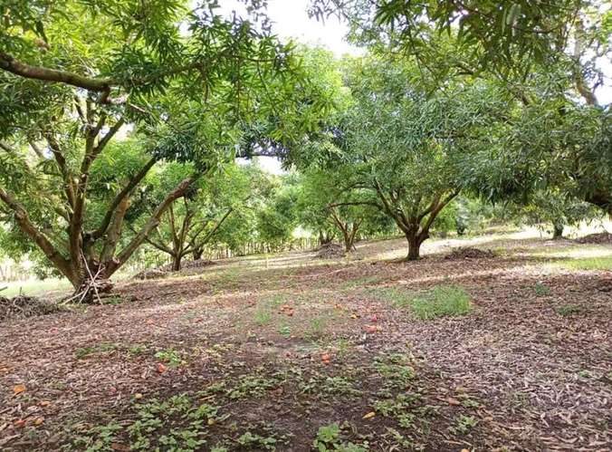 Finca de 80.000 m² con vista panorámica en Puntarenas provincia, Guacalillo.