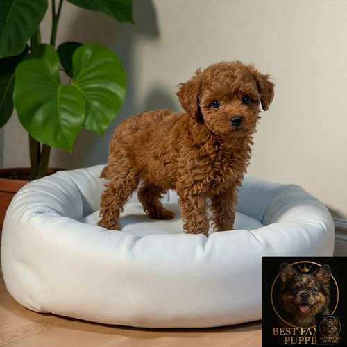 Cachorro FRENCH POODLE RED MINIATURA disponible - Imagen 2