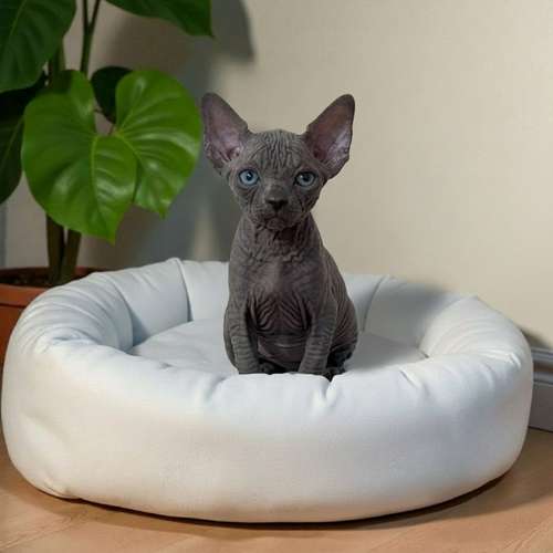 Gatito SPHYNX disponible - Imagen 10