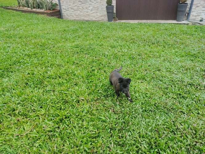 Pastor Belga Malinois - Imagen 4