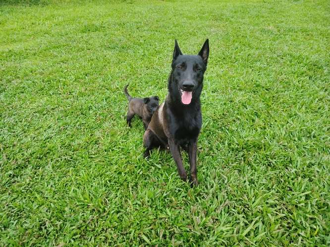 Pastor Belga Malinois - Imagen 3
