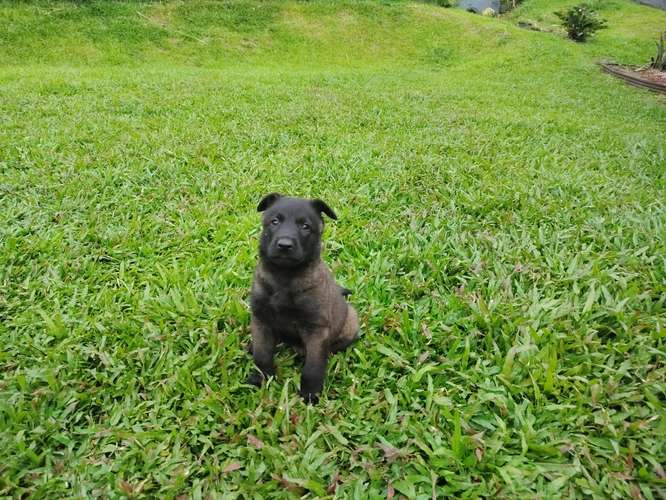 Pastor Belga Malinois - Imagen 2