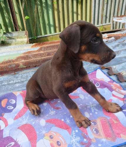 Vendo hermosa cachorra doberman 2 meses vacuna al dia buena línea 200 mil se puede entregar en siquirres y limon y san j - Imagen 3