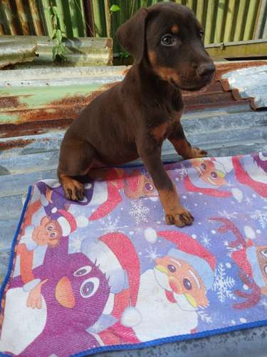 Vendo hermosa cachorra doberman 2 meses vacuna al dia buena línea 200 mil se puede entregar en siquirres y limon y san j