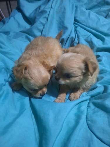 Chihuahua macho pelo largo  - Imagen 4