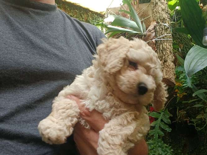 French Poodle - Imagen 2