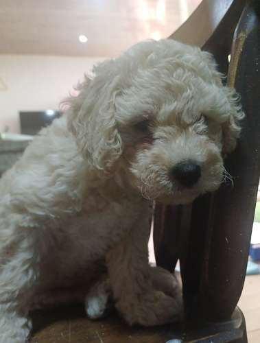 French Poodle - Imagen 3