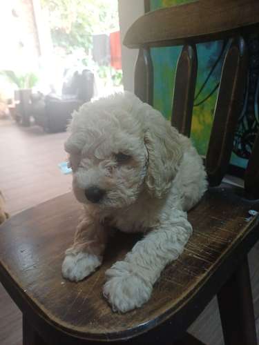 French Poodle - Imagen 4