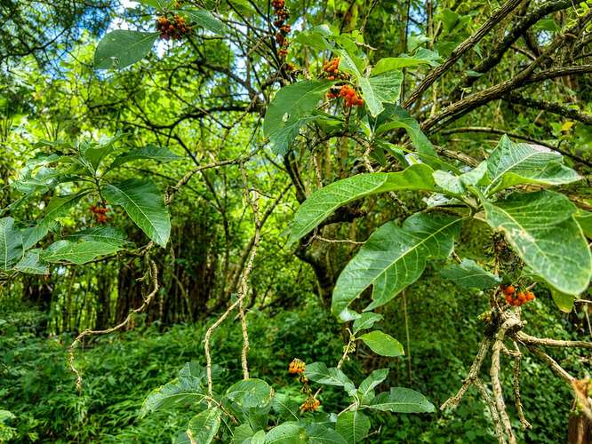 Venta terreno uso mixto Tres Ríos Cartago Costa Rica La Union
