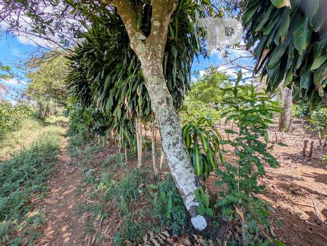 SE VENDE FINCA BIRRÍ SANTA BÁRBARA HEREDIA ZSP3 - Imagen 15