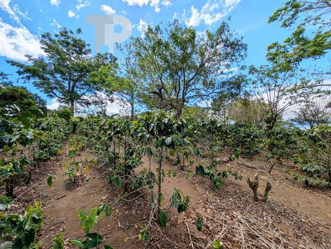SE VENDE FINCA BIRRÍ SANTA BÁRBARA HEREDIA ZSP3