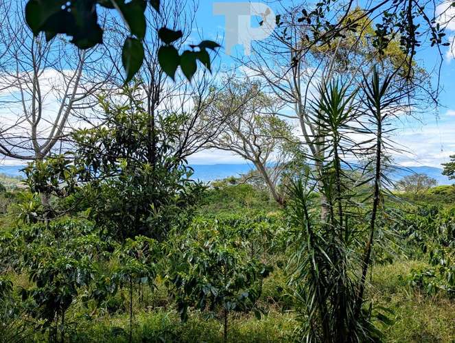 SE VENDE FINCA BIRRÍ SANTA BÁRBARA HEREDIA ZSP3