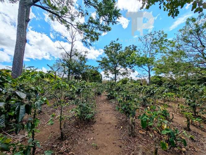 SE VENDE FINCA BIRRÍ SANTA BÁRBARA HEREDIA ZSP3