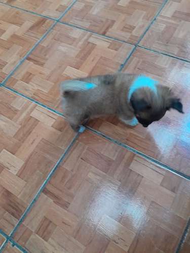 Perrito chihuahua pelo largo macho 
