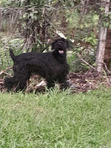 Schnauzer Gigantes  padres importados  - Imagen 11