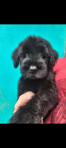 Schnauzer Gigantes  padres importados 
