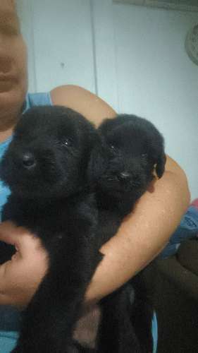 Schnauzer Gigantes  padres importados  - Imagen 4
