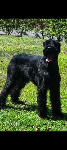 Schnauzer Gigantes  padres importados  - Imagen 5