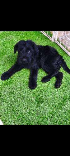 Schnauzer Gigantes  padres importados  - Imagen 3
