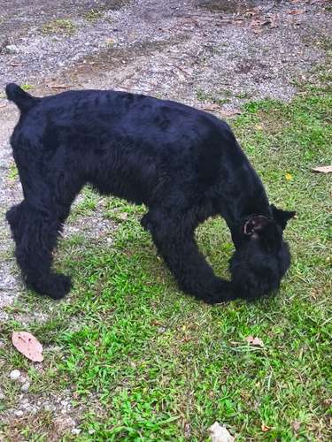Schnauzer Gigantes  padres importados  - Imagen 2