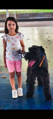 Schnauzer Gigantes  padres importados  - Imagen 10