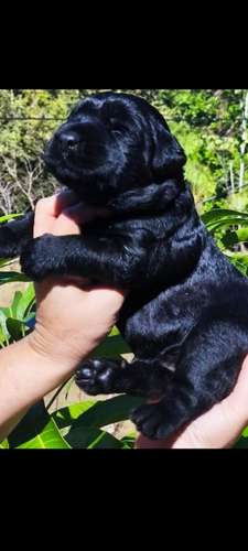 Schnauzer Gigantes  padres importados  - Imagen 7