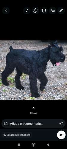 Schnauzer Gigantes  padres importados  - Imagen 6