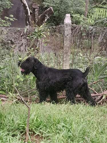 Schnauzer Gigantes  padres importados  - Imagen 13