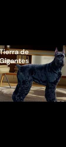 Schnauzer Gigantes  padres importados  - Imagen 8