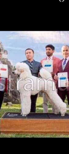 Poodle Gigantes , padres importados de  USA y Canadá - Imagen 6
