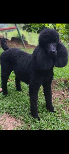 Poodle Gigantes , padres importados de  USA y Canadá - Imagen 3