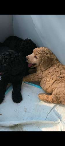Poodle Gigantes , padres importados de  USA y Canadá - Imagen 8