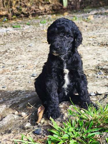 Poodle Gigantes , padres importados de  USA y Canadá - Imagen 5