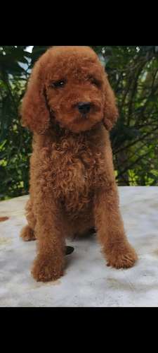 Poodle Gigantes , padres importados de  USA y Canadá - Imagen 9