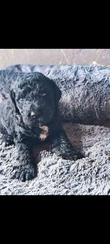 Poodle Gigantes , padres importados de  USA y Canadá - Imagen 7