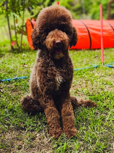 Poodle Gigantes , padres importados de  USA y Canadá - Imagen 10