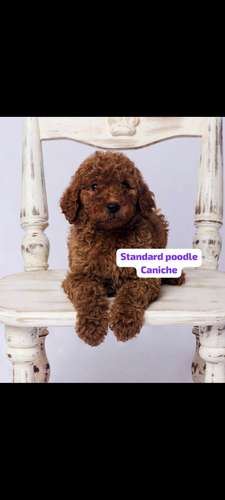 Poodle Gigantes , padres importados de  USA y Canadá